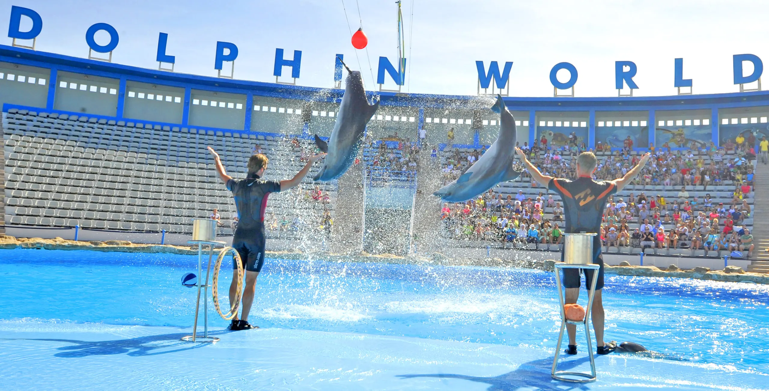 Dolphins Show & Swimming with Dolphins in Sharm El Sheikh